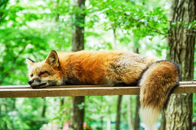 sleepingfox